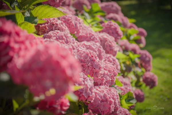 Clos de l'Hermitage - Christine Lignier photography (6 sur 55) - Copie